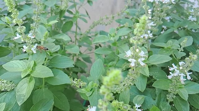 Bees plonizing basil flowers