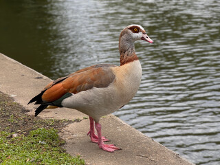 Obraz premium Egyptian Goose Standing by Pond on Concrete Edge With Colorful Plumage and Pink Legs