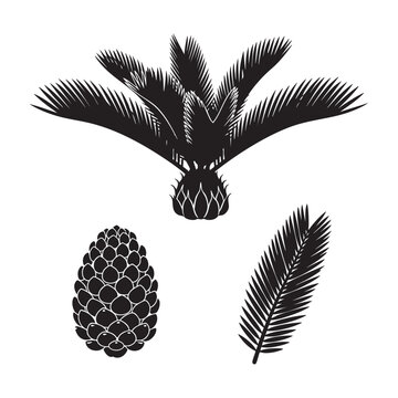 Sago palm cycad plant cone and frond leaf silhouette set