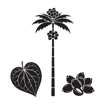 Areca nut palm tree betel leaf and fruit black silhouette