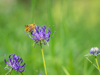 Skipper butterfly perches on purple round headed rampion in alpine meadow © Stefan