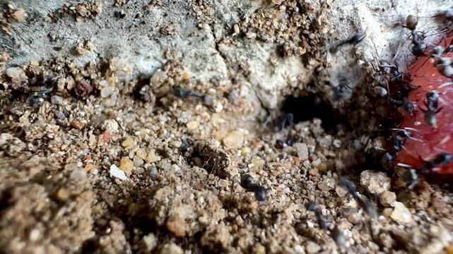 Ants gather and feed in ultra slow motion at 240 fps near a nest entrance, carrying and consuming food across textured soil, revealing detailed insect behavior and natural micro ecosystem activity.