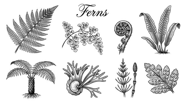 Hand Drawn Botanical Fern Species Collection, Vintage Engraving Style Vector Illustration of Various Fern Leaves, Fiddlehead, Staghorn Fern, and Horsetail Elements Isolated on White Background