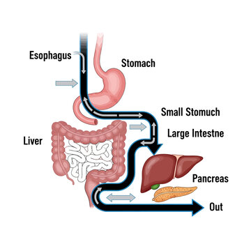 An illustrative diagram of the human digestive system, showcasing the different organs involved and the flow of food