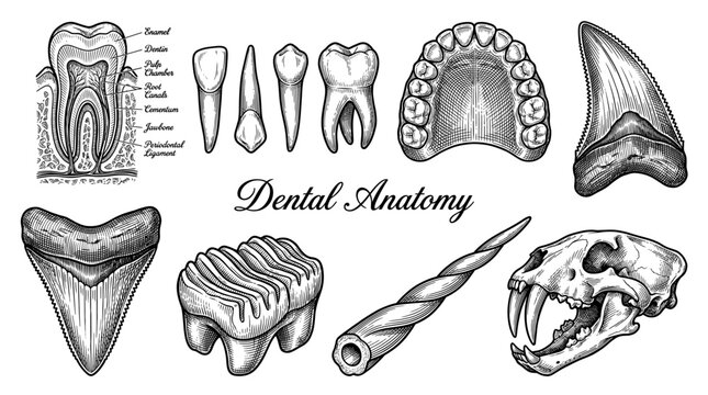 Vintage Dental Anatomy and Comparative Odontology Vector Collection featuring Human Teeth Structure, Shark Teeth, Mammoth Molar, Narwhal Tusk, and Saber-Toothed Cat Skull