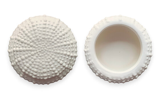 Two white ceramic sea urchin shaped decorative bowls showing top texture and empty inside on a transparent background