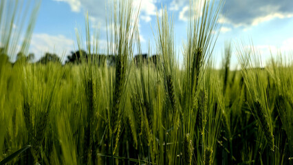 Fototapeta premium Close-up of green barley field in spring. 
