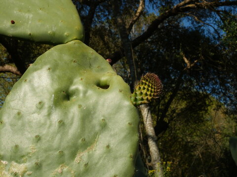 Prickly pear cactus, Opuntia ficus-indica,  with young fruits, close-up in bright sunlight.
