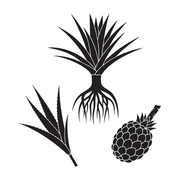 Screw pine pandanus tree spiky leaf and fruit silhouettes