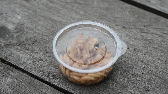 Close-up of live fishing bait maggots in a plastic container.