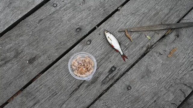 High-angle shot of a caught roach and live bait maggots on a wooden pier.