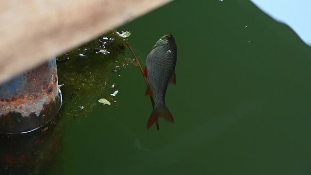 Fish swims near a pipe in a green pond during daylight hours