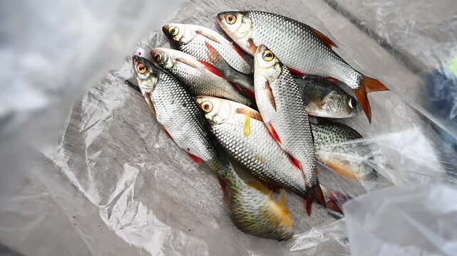 A pile of freshly caught freshwater fish in a plastic bag.