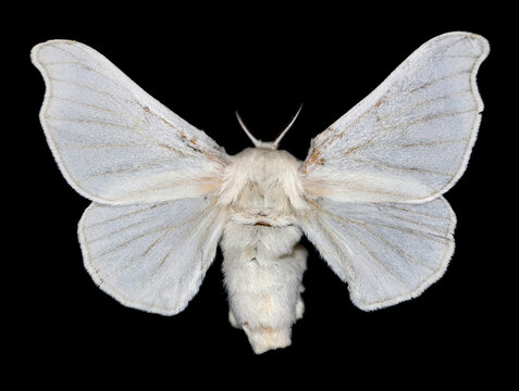 Domestic silk moth, Bombyx mori. Larvae, caterpillars of this species called Silkworms form a cocoon from which silk fabrics are made. An adult specimen with wings spread out, on a black background.