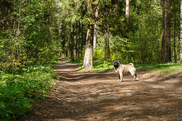 Obraz premium Cute pug. A purebred dog walking in a nature park.
