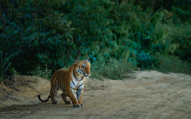 Fototapeta premium A powerful Bengal tiger walking silently along a jungle trail in Dudhwa National Park, India, surrounded by dense green forest and soft natural light.