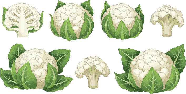 Fresh cauliflower vector illustration set with green leaves and sliced florets for healthy vegetable food design