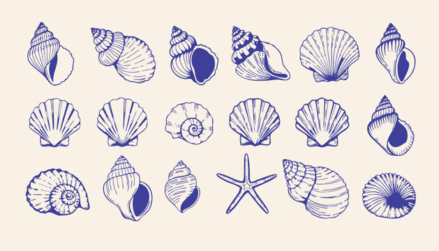 Nautical seashell and starfish set hand drawn in vintage blue sketch style on light background