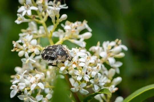 Black mottled chafer beetle Oxythyrea funesta on white privet blossoms