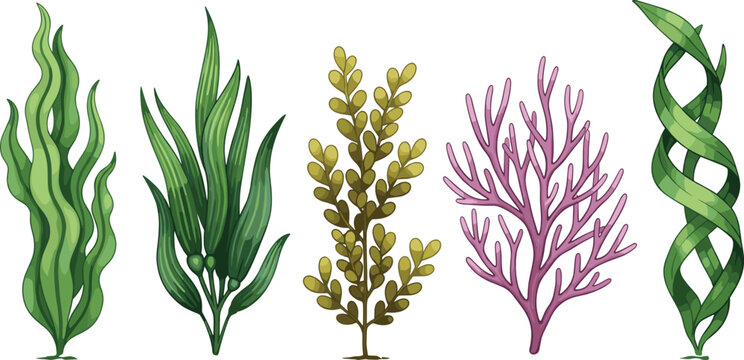Marine seaweed and coral vector illustration set with green algae plants and pink reef branch isolated