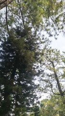 Fototapeta premium Tall forest trees viewed from below, natural woodland landscape background