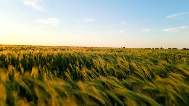 Golden Field under Azure Sky: A sweeping panorama showcases a boundless field of wheat swaying gently in the wind, kissed by the warmth of the sun and framed by a clear, azure sky.