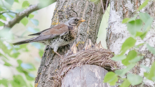 robin in the nest