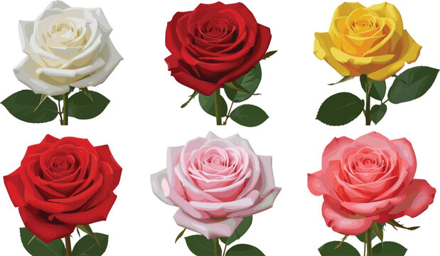 Realistic rose flower vector illustration set with red white yellow and pink blooms isolated on white background