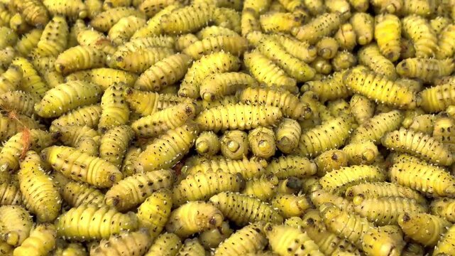 silkworm in the nest moving slowly