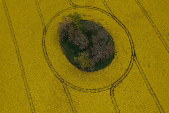 Aerial view of vibrant yellow oil seed rape fields with a circular island of trees and tractor tracks forming patterns in Nairn, Scotland, United Kingdom.