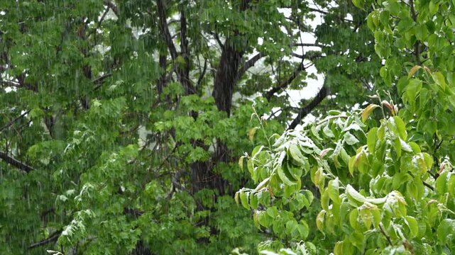 springtime snow storm with green trees in backyard