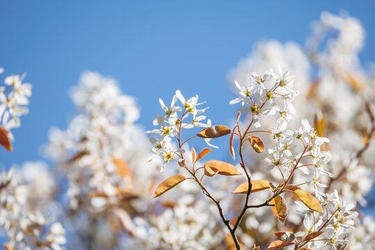 Amelanchier serviceberry branches with white star-shaped blossoms and copper spring leaves against clear blue sky