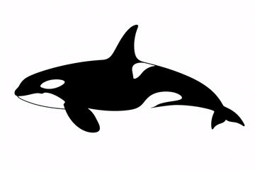 Obraz premium silhouette of an Orca Whale