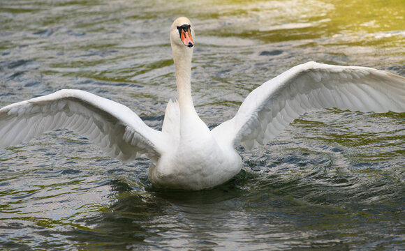 A white mute swan spreads its wings on the water. The sun shines golden in the background