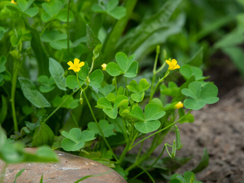 Tiny yellow wood sorrel Oxalis stricta flowers hide among heart shaped leaves