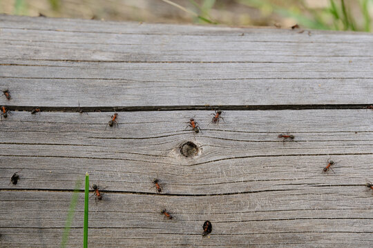 Small red and black ants crawling across textured surface weathered gray wooden log.