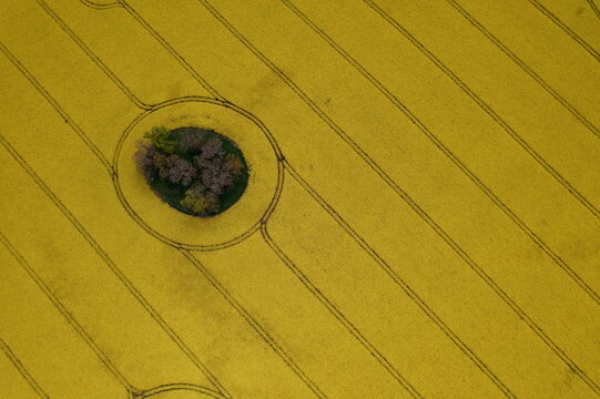 Aerial view of blooming yellow oil seed rape fields with a circular island of trees and geometric tractor tracks in Nairn, Scotland, United Kingdom.