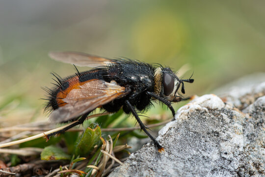 Bristly tachinid fly Tachina fera resting on a sunlit alpine stone