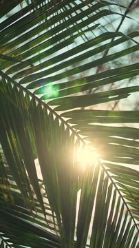 Beautiful sunlight shining through green palm leaves in a tropical garden. Low angle shot of coconut fronds with bright sun flare and lens flare effect, creating a warm summer atmosphere for wellness.