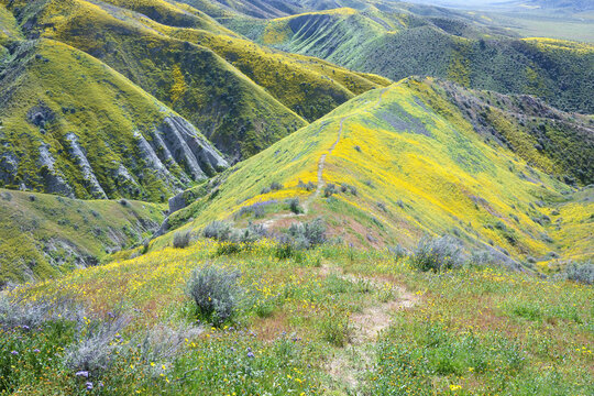 Scenic trail surrounded by colorful wildflowers on Temblor Range, Carrizo Plain National Monument, California
