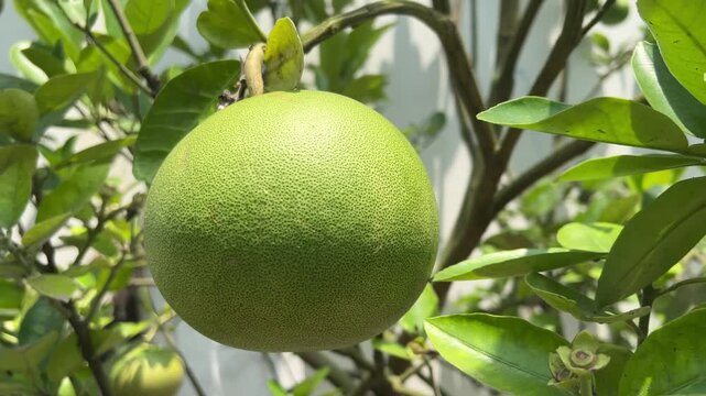 Close up of a large green pomelo fruit hanging on a tree branch in a sunny garden