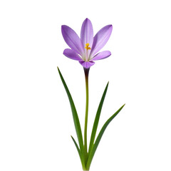 Fototapeta premium A single purple flower sits on a white background surrounded by green leaves