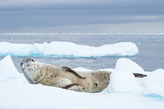 leopard seal on ice