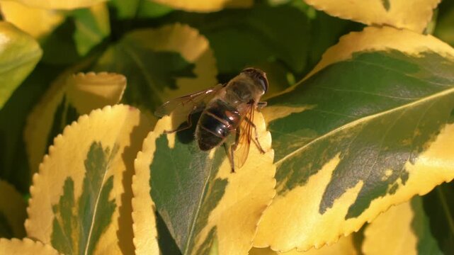 Hornet wasp climbing on Japanese spindle yellow leaves