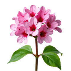 Obraz premium A close-up shot of a pink flower with green leaves, suitable for use in designs related to nature and botany
