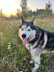 siberian husky dog © Соломія Пілецька