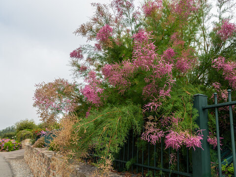 Pink feathery tamarisk Tamarix shrub blooms beside stone wall and iron fence