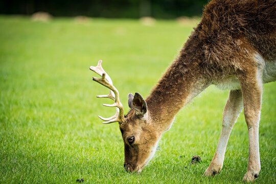 Grasender Hirsch