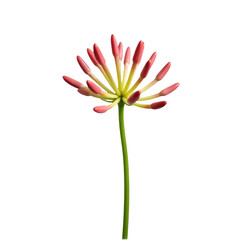 Fototapeta premium A delicate pink flower stands alone on its stem against a clean white background, ideal for use in design and photography projects
