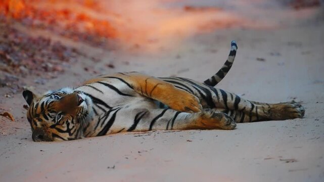 Resting tiger sprawled in shade, powerful body relaxed, eyes half-closed&mdash;a lethal predator at tranquil rest